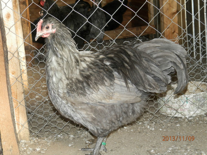 3705-5 - Australorp Albastru 11-2013