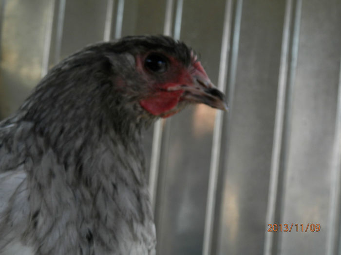 SP1 - Australorp Albastru 11-2013