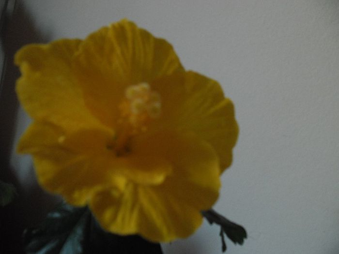Eloka - Hibiscus 2013-3