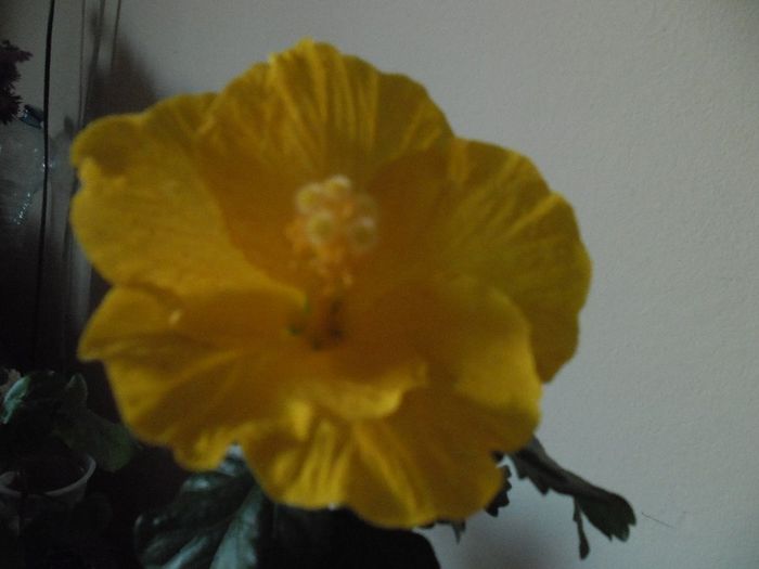 Eloka - Hibiscus 2013-3