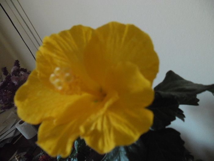 Eloka - Hibiscus 2013-3