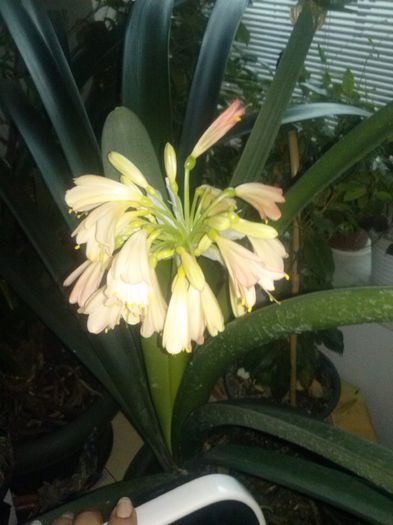  - CLIVIA