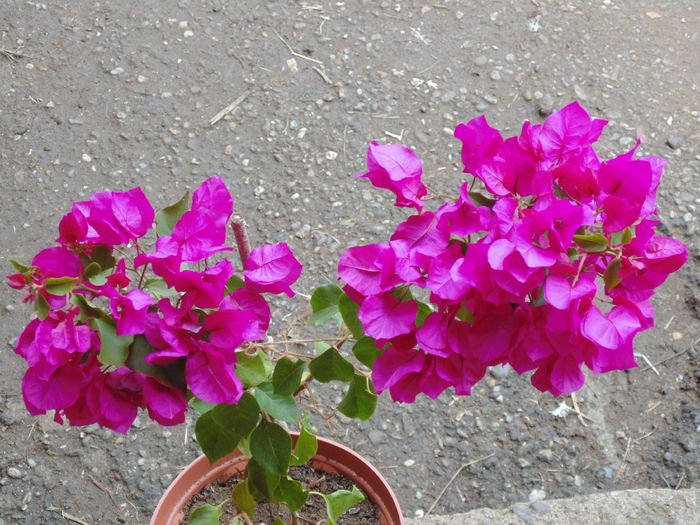 DSC00163