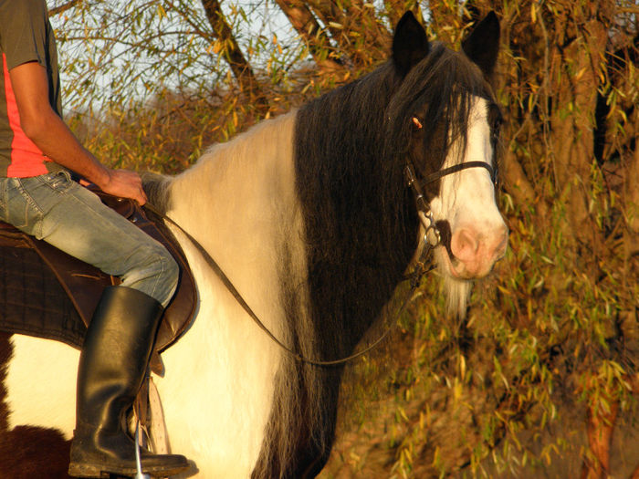 PB081139 - ECHITATIE 2013