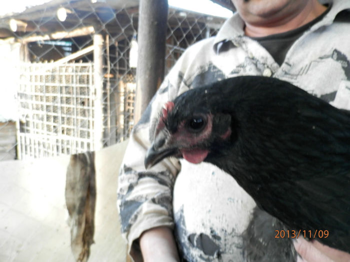 3706-1 - Australorp Negru 11-2013 Puicute