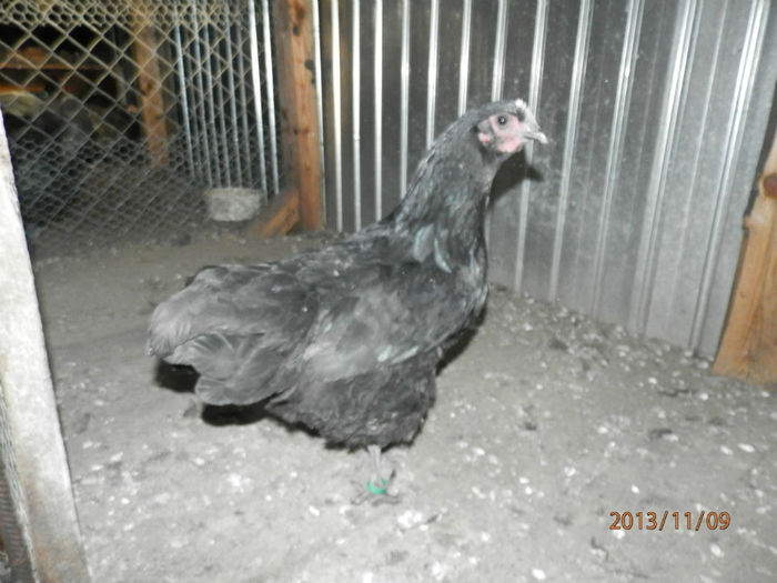 3706-2 - Australorp Negru 11-2013 Puicute