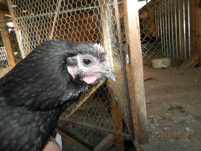 3709-1 - Australorp Negru 11-2013 Puicute