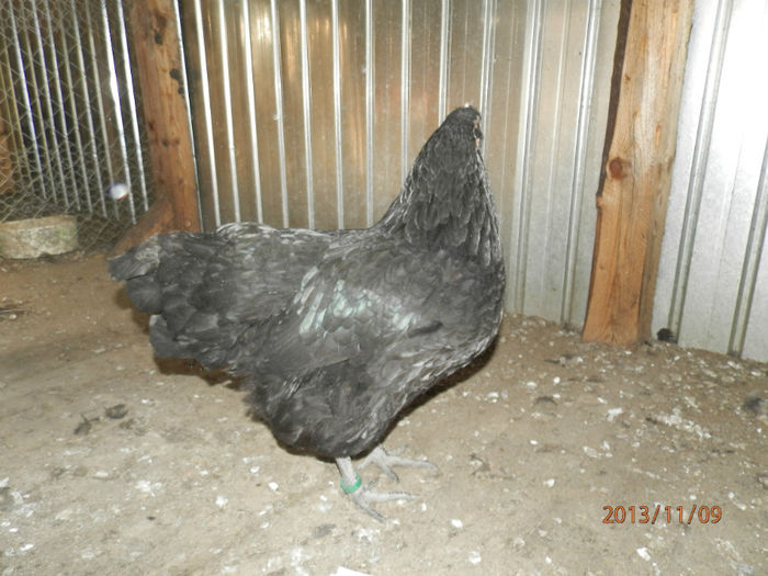 3709-3 - Australorp Negru 11-2013 Puicute