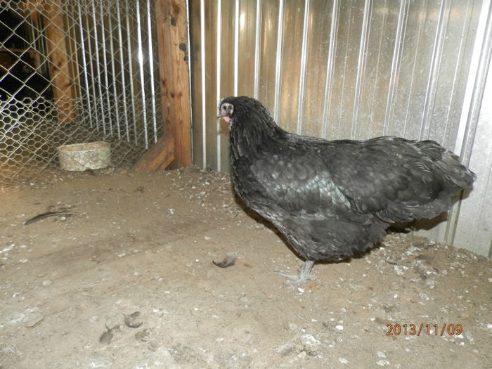 3709-4 - Australorp Negru 11-2013 Puicute