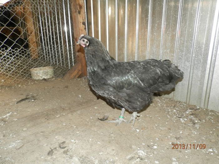 3709-5 - Australorp Negru 11-2013 Puicute