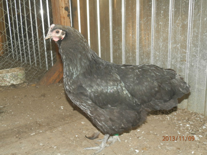 3709-6 - Australorp Negru 11-2013 Puicute