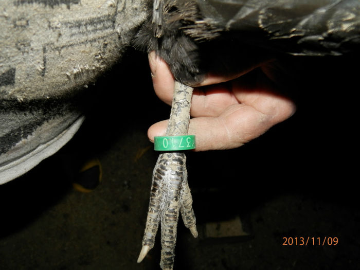 3710 - Australorp Negru 11-2013 Puicute