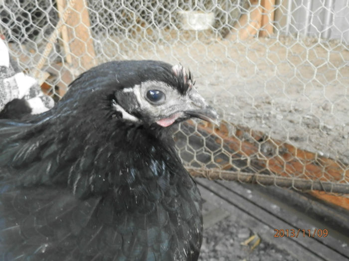 3710-1 - Australorp Negru 11-2013 Puicute