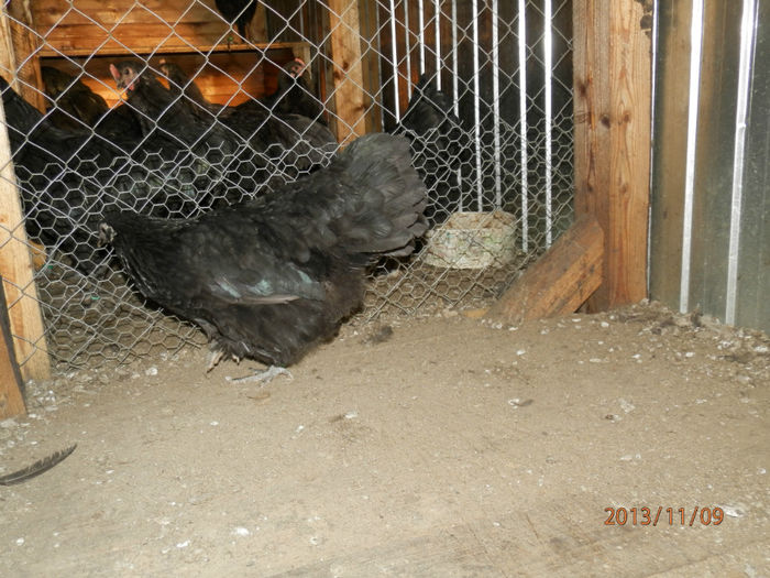 3710-2 - Australorp Negru 11-2013 Puicute