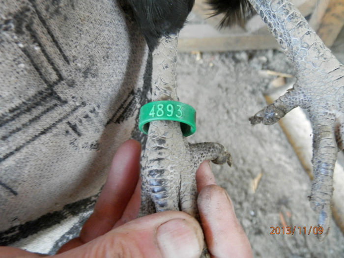 4893 - Australorp Negru 11-2013 Puicute