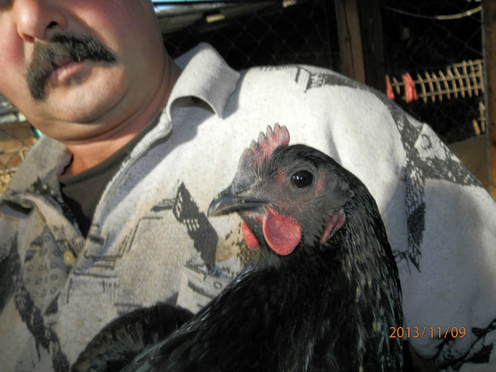 4893-1 - Australorp Negru 11-2013 Puicute