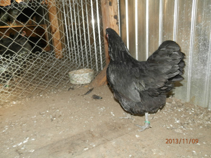 4893-2 - Australorp Negru 11-2013 Puicute