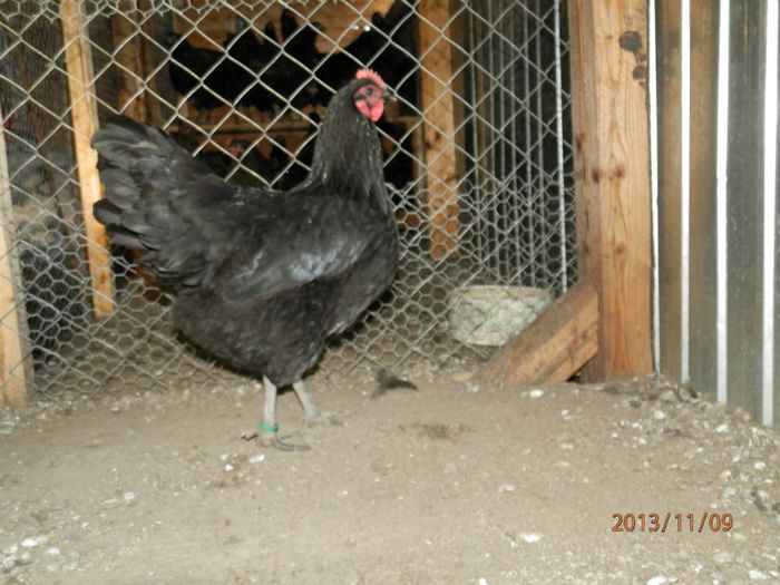 3703-3 - Australorp Negru 11-2013 Puicute