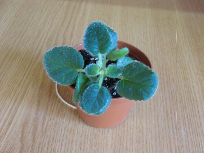 noiembrie2013.7 (11)