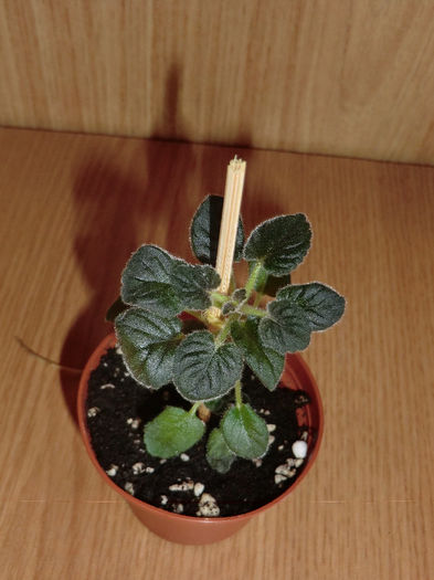 noiembrie2013.7 (16)