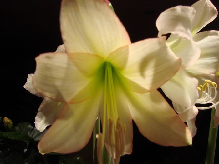 DSC09412 - amaryllis 2014