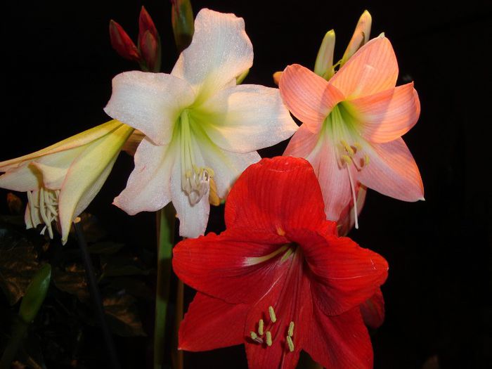 DSC09408 - amaryllis 2014