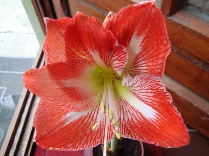 DSC09419 - amaryllis 2014