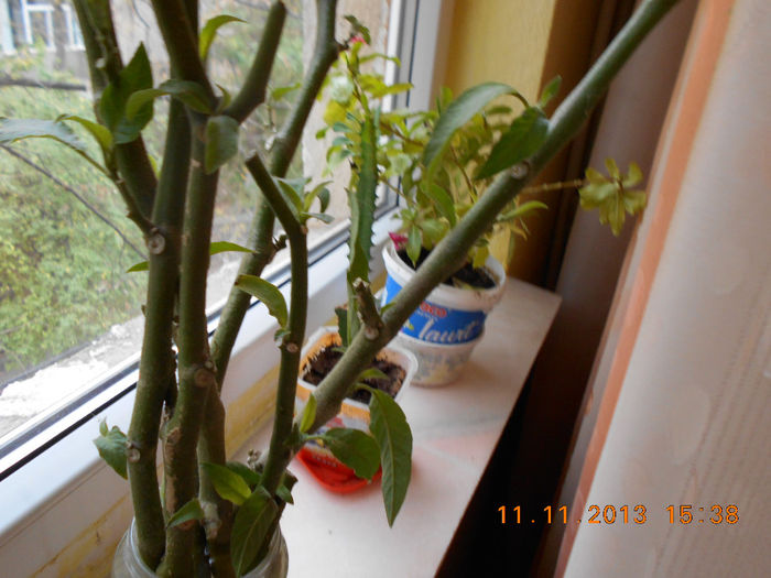 butasi brug galbena la inradacinat