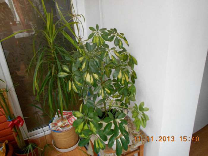 impreuna  cu planta  mama