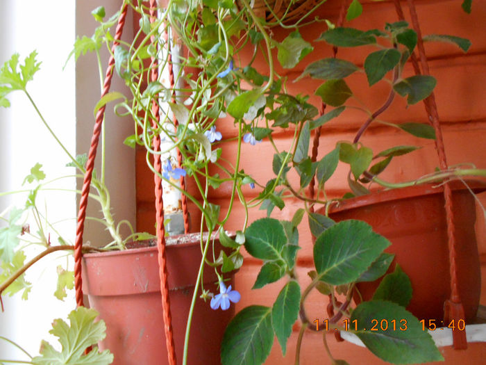 Lobelii intirziate, acum au inflorit