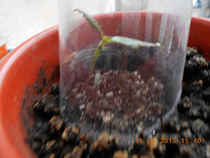 butasi achi merci Silvia