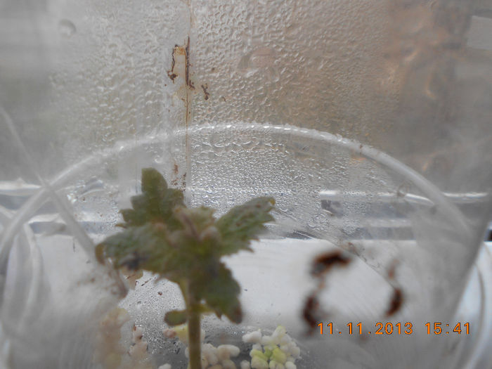 idem, restul decedati