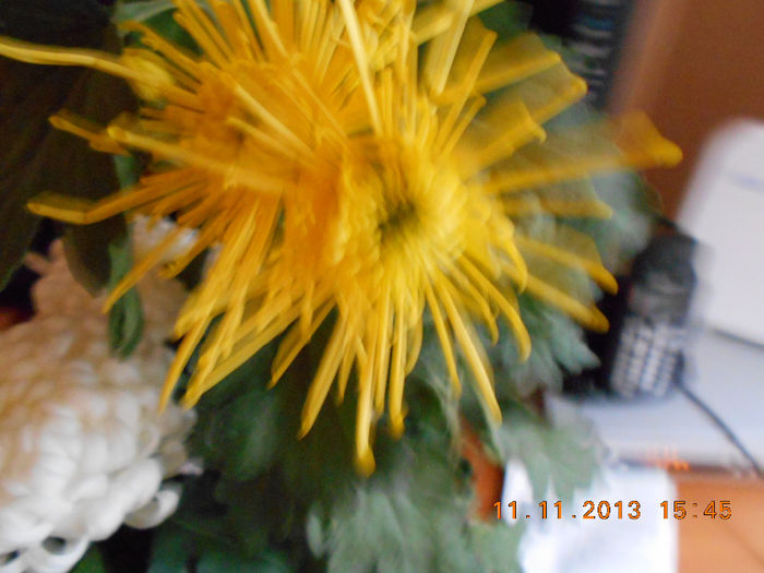 nov2013 fideluta portocalie