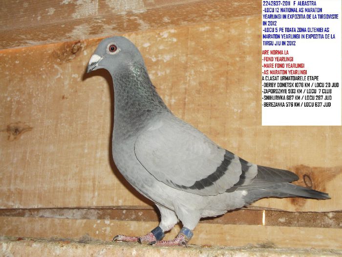 2242637-11 F - CUPLU 1