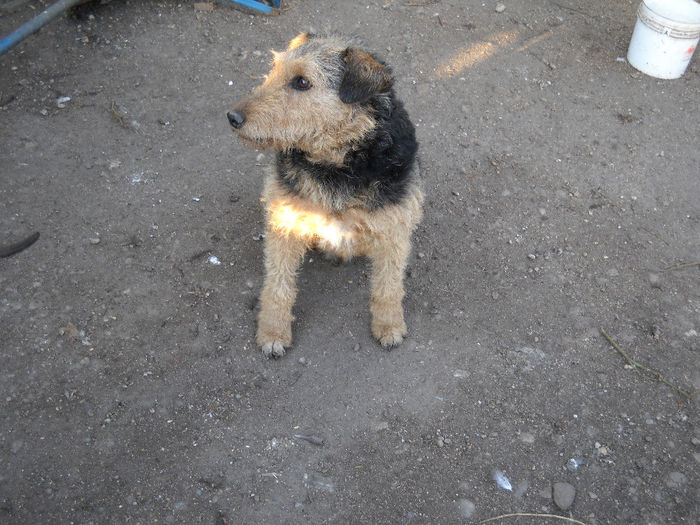 metis foxterrier-jagdterrier; metis fox terrier-jagdterrier
