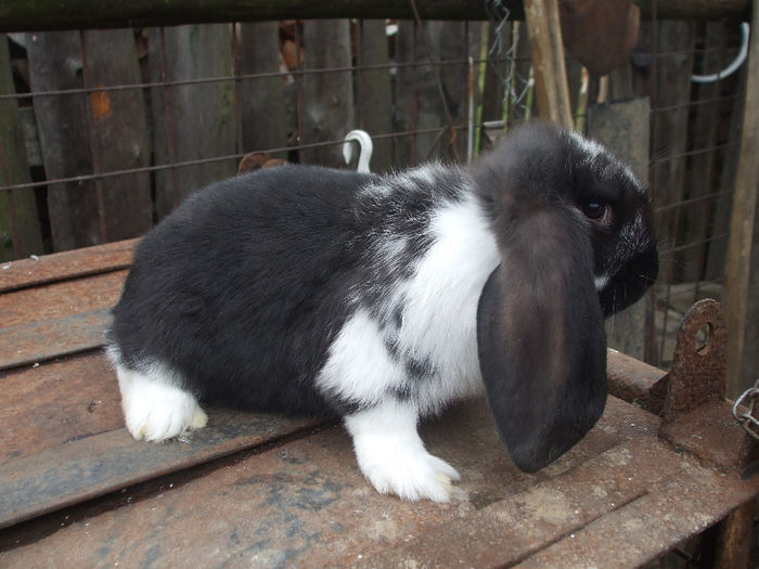 M din 6 septembrie 2013