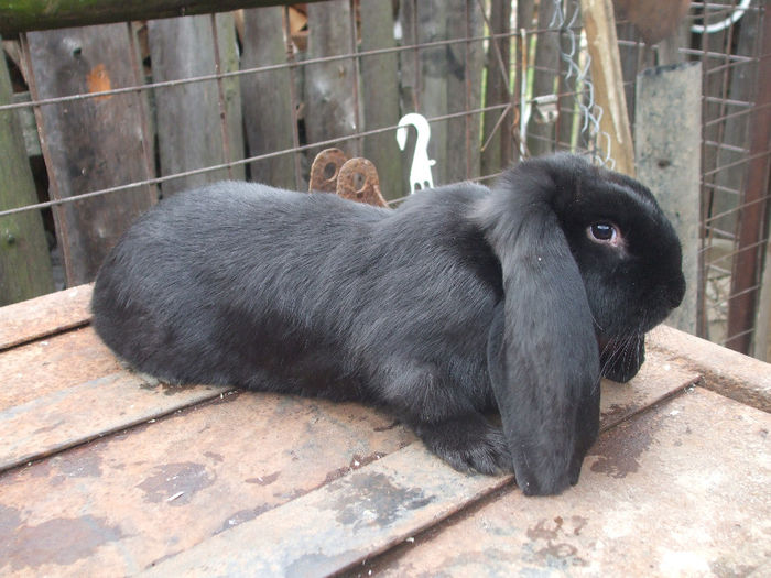 F din 23 august 2013