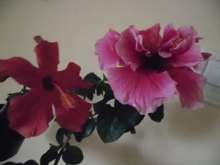 Cairo somon + Charles Septembre - Hibiscus 2013-3