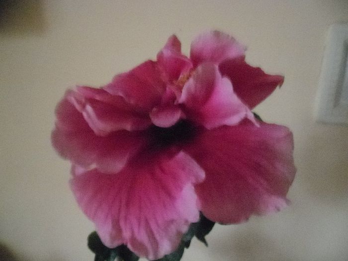 Charles Septembre - Hibiscus 2013-3