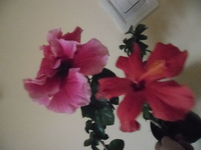 Charles Septembre   Cairo somon