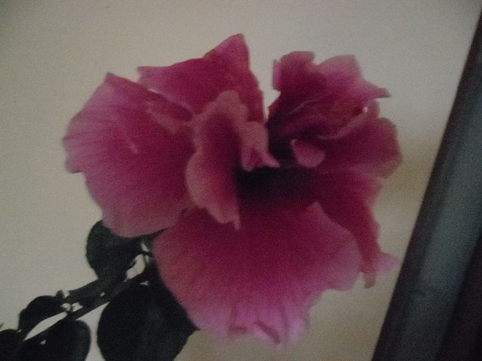 Charles Septembre - Hibiscus 2013-3