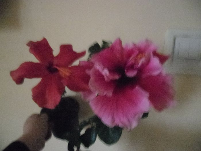 Cairo somon   Charles Septembre - Hibiscus 2013-3