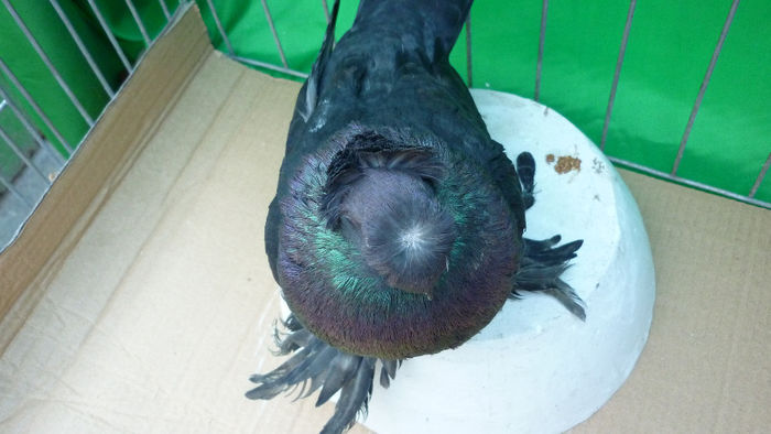 P1090648 - Jucatori de Botosani poze