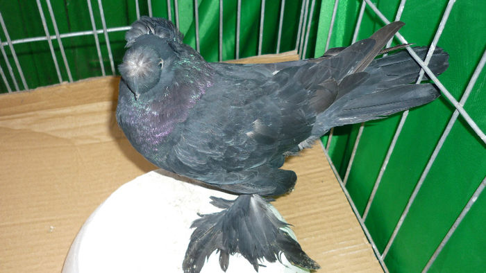 P1090662 - Jucatori de Botosani poze