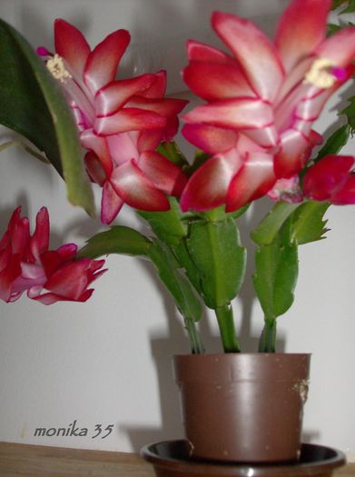 HPIM4357-001 - SCHLUMBERGERA