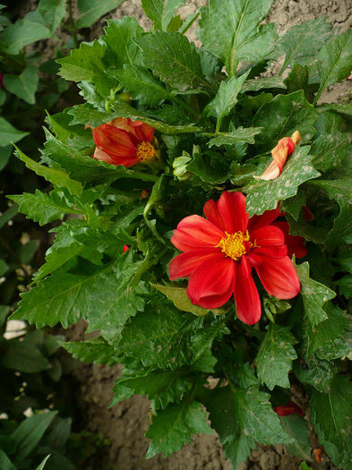 P1120157 - Dahlia