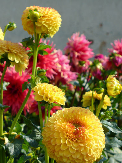 Sunny boy - Dahlia