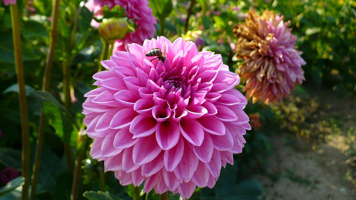 P1120479 - Dahlia