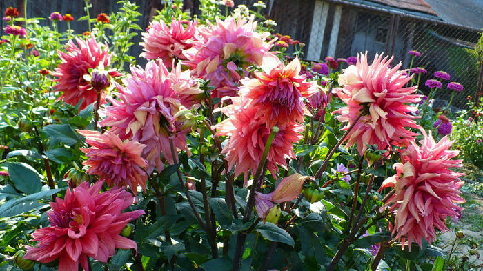 P1120483 - Dahlia