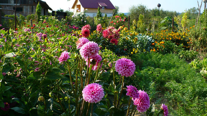 P1120485 - Dahlia